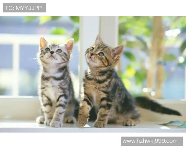 可爱足球球星壁纸合集：绚丽风采尽显活力阳光